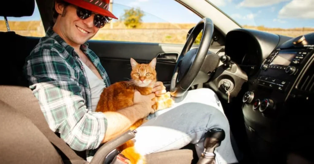 Best Places to Travel Internationally with a Cat